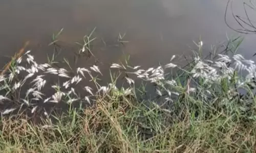 കോരയാര്‍ പുഴയില്‍ മീനുകള്‍ ചത്തു പൊങ്ങി