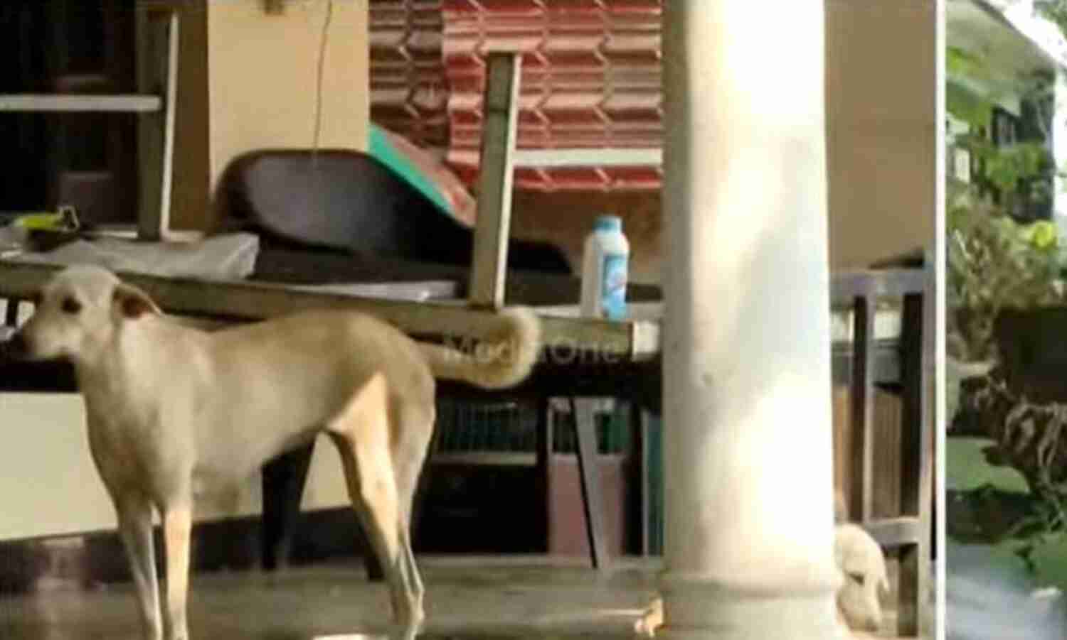 അയല്വാസി വീട്ടില് വളര്ത്തുന്നത് അറുപതിലധികം തെരുവുനായകളെ; വീട് വളഞ്ഞ് നാട്ടുകാര് അയല്വാസി വീട്ടില് വളര്ത്തുന്നത് അറുപതിലധികം തെരുവുനായകളെ; വീട് വളഞ്ഞ് നാട്ടുകാര്