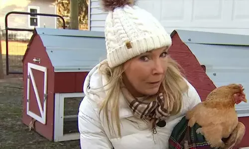 കോഴിമുട്ടക്ക് വില കൂടുന്നു; പിടക്കോഴികളെ വാടകയ്ക്ക് കൊടുക്കല് സര്വീസുമായി യുഎസ് കമ്പനികള് കോഴിമുട്ടക്ക് വില കൂടുന്നു; പിടക്കോഴികളെ വാടകയ്ക്ക് കൊടുക്കല് സര്വീസുമായി യുഎസ് കമ്പനികള്