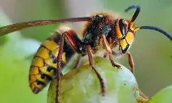 പെരുംതേനീച്ചയുടെ കുത്തേറ്റയാള്‍ മരിച്ചു