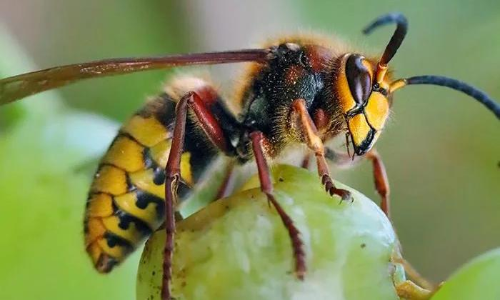 പെരുംതേനീച്ചയുടെ കുത്തേറ്റയാള് മരിച്ചു പെരുംതേനീച്ചയുടെ കുത്തേറ്റയാള് മരിച്ചു