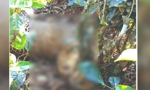 നെല്ലിയാമ്പതിയില്‍ പുലി ചത്തതിനു കാരണം കേബിള്‍ കെണി