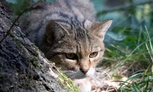 പൂച്ചയെ ജീവനോടെ പിടികൂടി കത്തിച്ചു; കേസെടുത്ത് പോലിസ്