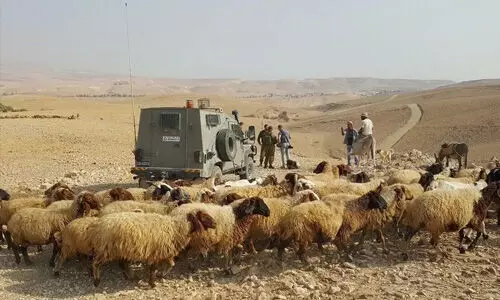 വെസ്റ്റ്ബാങ്കില് നിന്നും 1500 ചെമ്മരിയാടുകളെ മോഷ്ടിച്ച് ജൂത കുടിയേറ്റക്കാര് വെസ്റ്റ്ബാങ്കില് നിന്നും 1500 ചെമ്മരിയാടുകളെ മോഷ്ടിച്ച് ജൂത കുടിയേറ്റക്കാര്