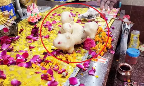 സംഭലില്‍ മഹാവിഷ്ണുവിന്റെ നാല് അവതാരങ്ങളുടെ രൂപമുള്ള ഉരുളക്കിഴങ്ങ് കണ്ടെത്തിയെന്ന്; ക്ഷേത്രത്തില്‍ സൂക്ഷിച്ചിരിക്കുന്ന ഉരുളക്കിഴങ്ങ് കാണാന്‍ ഭക്തജനത്തിരക്ക്