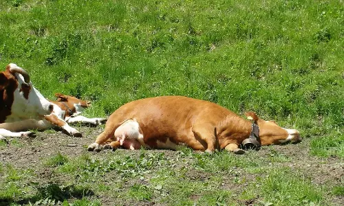 സൂര്യാഘാതം; കന്നുകാലികള്‍ ചത്തു