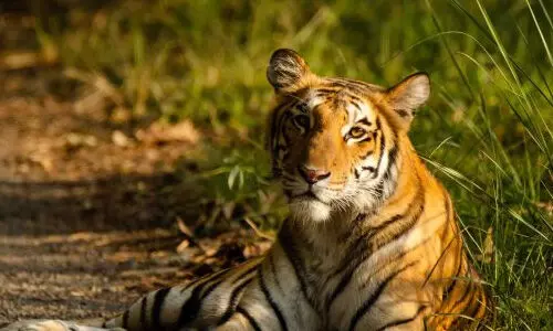 പാലക്കാട് മുണ്ടൂരിൽ വന്യജീവിയാക്രമണം; വളർത്തുനായ ചത്ത നിലയിൽ