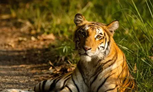 കരുവാരകുണ്ടില് കടുവയുടെ സാന്നിധ്യം; തൊഴിലാളികള് ജാഗ്രത പാലിയ്ക്കണമെന്ന് വനം വകുപ്പ് കരുവാരകുണ്ടില് കടുവയുടെ സാന്നിധ്യം; തൊഴിലാളികള് ജാഗ്രത പാലിയ്ക്കണമെന്ന് വനം വകുപ്പ്