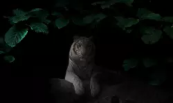 ഊട്ടിയില് വന്യജീവിയുടെ ആക്രമണം; സ്ത്രീ കൊല്ലപ്പെട്ടു ഊട്ടിയില് വന്യജീവിയുടെ ആക്രമണം; സ്ത്രീ കൊല്ലപ്പെട്ടു