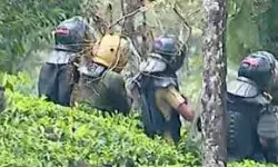 ഗ്രാമ്പിയില് ഇറങ്ങിയ കടുവയെ പിടികൂടി; കൂട്ടിലാക്കി പ്രത്യേകവാഹനത്തില് തേക്കടിയിലേക്ക് ഗ്രാമ്പിയില് ഇറങ്ങിയ കടുവയെ പിടികൂടി; കൂട്ടിലാക്കി പ്രത്യേകവാഹനത്തില് തേക്കടിയിലേക്ക്