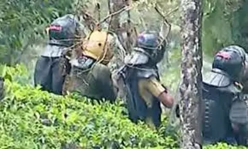 ഗ്രാമ്പിയില്‍ ഇറങ്ങിയ കടുവയെ പിടികൂടി; കൂട്ടിലാക്കി പ്രത്യേകവാഹനത്തില്‍ തേക്കടിയിലേക്ക്