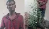 കഞ്ചാവ് വളര്‍ത്തിയ തൊഴിലാളി അറസ്റ്റില്‍