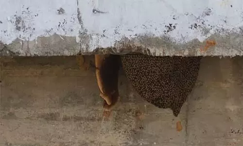 പെരുന്തേനീച്ചയുടെ കുത്തേറ്റ് അഞ്ചു പേര്ക്ക് പരിക്ക് പെരുന്തേനീച്ചയുടെ കുത്തേറ്റ് അഞ്ചു പേര്ക്ക് പരിക്ക്