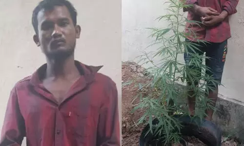 കഞ്ചാവ് വളര്ത്തിയ തൊഴിലാളി അറസ്റ്റില് കഞ്ചാവ് വളര്ത്തിയ തൊഴിലാളി അറസ്റ്റില്