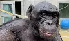 ആംഗ്യഭാഷ പഠിച്ച് മനുഷ്യരുമായി സംസാരിച്ച കാന്‍സി ദി ബൊനോബോ മരണമടഞ്ഞു