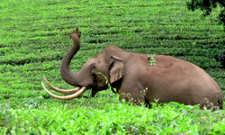 ആറളം ഫാമിലെ വന്യജീവി ആക്രമണം: സര്‍ക്കാരിന് ഹൈക്കോടതിയുടെ വിമര്‍ശനം