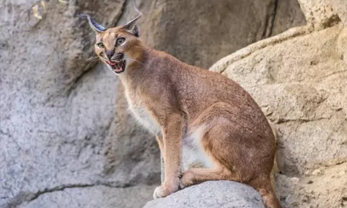 ഇസ്രായേലി സൈനിക ക്യാംപ് ആക്രമിച്ച് വന്യജീവി; നിരവധി സൈനികര്‍ക്ക് പരിക്ക്