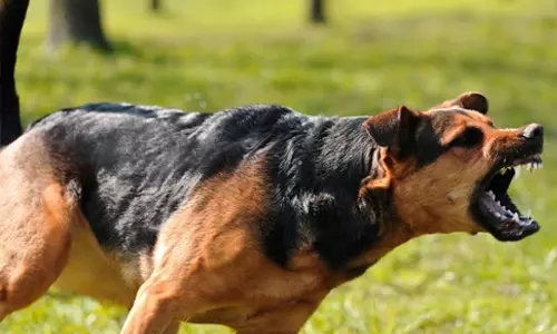 വളര്‍ത്തു നായയെ കൊണ്ട് അയല്‍ക്കാരിയെ കടിപ്പിച്ച ബിജെപി ഭാരവാഹി അറസ്റ്റില്‍