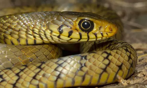 ചേരയെ കൊന്നാല് മൂന്നു വര്ഷം വരെ തടവുശിക്ഷ: വനംവകുപ്പ് ചേരയെ കൊന്നാല് മൂന്നു വര്ഷം വരെ തടവുശിക്ഷ: വനംവകുപ്പ്