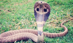 സ്ത്രീധനതര്‍ക്കം; യുവതിയെ മുറിയില്‍ പൂട്ടിയിട്ട് മുറിയിലേക്ക് പാമ്പിനെ തുറന്നുവിട്ടു, സംഭവത്തില്‍ കേസ്