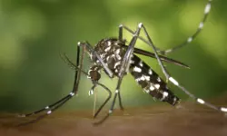 റീയൂണിയന്‍ ദ്വീപുകളില്‍ ചിക്കന്‍ഗുനിയ വ്യാപനം; കേരളം കരുതിയിരിക്കണം: മന്ത്രി