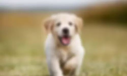 വിളിച്ചപ്പോള്‍ അടുത്തുവന്നില്ല; വളര്‍ത്തു നായയെ വെട്ടിപരിക്കേല്‍പ്പിച്ചു