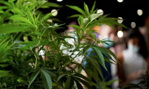 കിടപ്പ് മുറിയില്‍ നട്ടു വളര്‍ത്തിയത് 21 കഞ്ചാവ് ചെടികള്‍; പിടികൂടി പോലിസ്