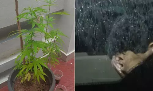 വീട്ടില് കഞ്ചാവ് വളര്ത്തിയ ഉദ്യോഗസ്ഥന് പിടിയില് വീട്ടില് കഞ്ചാവ് വളര്ത്തിയ ഉദ്യോഗസ്ഥന് പിടിയില്