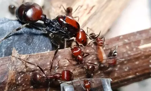 കെനിയയില്‍ നിന്നും 5,000 ഉറുമ്പുകളെ യൂറോപ്പിലേക്ക് കടത്താന്‍ ശ്രമിച്ചവര്‍ അറസ്റ്റില്‍(PHOTOS)