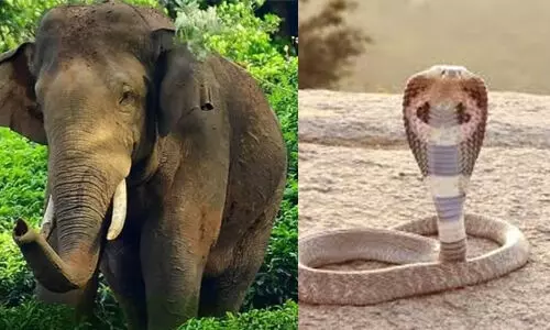 വന്യജീവി ആക്രമണത്തില് കൊല്ലപ്പെടുന്നവരുടെ കുടുംബങ്ങള്ക്ക് 24 ലക്ഷം നല്കാന് വ്യവസ്ഥയുണ്ടെന്ന് അമിക്കസ് ക്യൂറി; പാമ്പുകടിയേറ്റ് മരിച്ചാല് 16 ലക്ഷവും നല്കണം വന്യജീവി ആക്രമണത്തില് കൊല്ലപ്പെടുന്നവരുടെ കുടുംബങ്ങള്ക്ക് 24 ലക്ഷം നല്കാന് വ്യവസ്ഥയുണ്ടെന്ന് അമിക്കസ് ക്യൂറി; പാമ്പുകടിയേറ്റ് മരിച്ചാല് 16 ലക്ഷവും നല്കണം