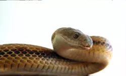 ചേരയെ സംസ്ഥാന ഉരഗമായി പ്രഖ്യാപിക്കാന്‍ ശുപാര്‍ശ