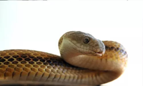 ചേരയെ സംസ്ഥാന ഉരഗമായി പ്രഖ്യാപിക്കാന്‍ ശുപാര്‍ശ