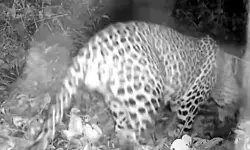 മണ്ണാര്‍മലയില്‍ വീണ്ടും പുലിയിറങ്ങി