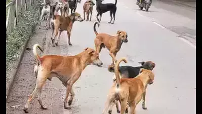 വാക്സിനെടുത്തിട്ടും പേവിഷബാധ; സംസ്ഥാനത്ത് മൂന്നാമത്തെ കേസ് പത്തനംതിട്ടയില്; 13കാരിയുടെ മരണവും പേവിഷബാധയേറ്റ് വാക്സിനെടുത്തിട്ടും പേവിഷബാധ; സംസ്ഥാനത്ത് മൂന്നാമത്തെ കേസ് പത്തനംതിട്ടയില്; 13കാരിയുടെ മരണവും പേവിഷബാധയേറ്റ്