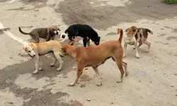 പേവിഷ ബാധയേറ്റ് മരണം; സര്‍ക്കാര്‍ ക്ഷണിച്ചുവരുത്തിയ ദുരന്തം: എം എം താഹിര്‍