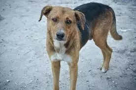 പേവിഷബാധ മരണം; സമഗ്രാന്വേഷണം വേണം: വിമന്‍ ഇന്ത്യാ മൂവ്മെന്റ്