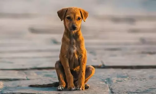 പേവിഷ ബാധയേറ്റ് കുട്ടി മരിച്ച സംഭവം; നായയുടെ ഉടമക്കെതിരേ കേസ്