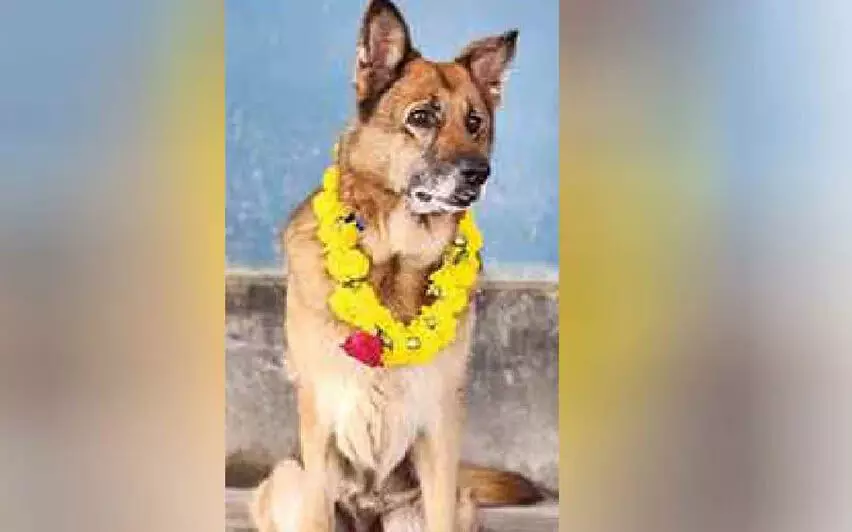 കേരളപോലിസിലെ ശ്വാനസേനാംഗം മാളുവിന് ഔദ്യോഗിക യാത്രയയപ്പ്