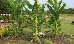 വാഗ്ദാനം ചെയ്ത സമയത്ത് വാഴ കുലച്ചില്ല; കര്ഷകന് ഒരു ലക്ഷം രൂപ നഷ്ടപരിഹാരം നല്കണം വാഗ്ദാനം ചെയ്ത സമയത്ത് വാഴ കുലച്ചില്ല; കര്ഷകന് ഒരു ലക്ഷം രൂപ നഷ്ടപരിഹാരം നല്കണം