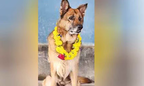 കേരളപോലിസിലെ ശ്വാനസേനാംഗം മാളുവിന് ഔദ്യോഗിക യാത്രയയപ്പ്