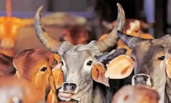 തെലങ്കാനയില്‍ പശുക്കളുടെ പേരില്‍ ഹിന്ദുത്വ ആക്രമണം; നാലു പേര്‍ക്ക് പരിക്ക്