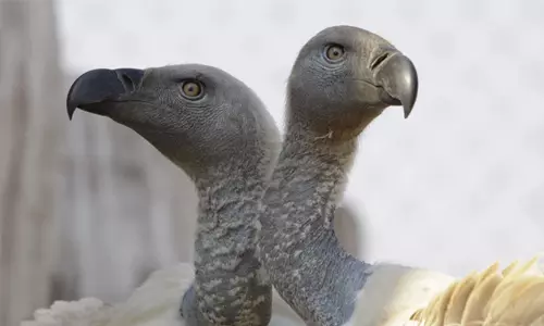 123 കഴുകന്‍മാര്‍ വിഷം അകത്ത് ചെന്ന് ചത്തു