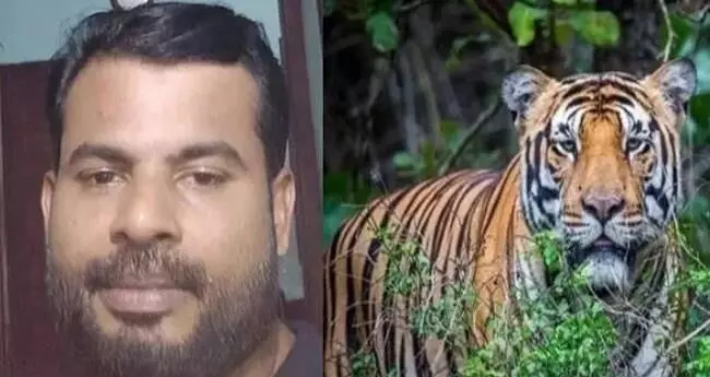 കാളികാവിലെ നരഭോജിക്കടുവയെ പിടികൂടാനുള്ള ദൗത്യം ആരംഭിച്ചു കാളികാവിലെ നരഭോജിക്കടുവയെ പിടികൂടാനുള്ള ദൗത്യം ആരംഭിച്ചു