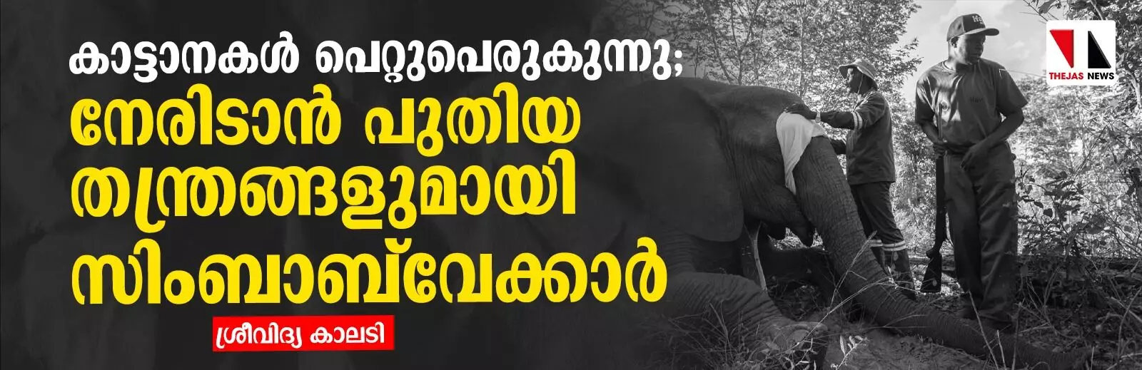 കാട്ടാനകള് പെറ്റുപെരുകുന്നു; നേരിടാന് പുതിയ തന്ത്രങ്ങളുമായി സിംബാബ്വെക്കാർ (ചിത്രങ്ങൾ) കാട്ടാനകള് പെറ്റുപെരുകുന്നു; നേരിടാന് പുതിയ തന്ത്രങ്ങളുമായി സിംബാബ്വെക്കാർ (ചിത്രങ്ങൾ)