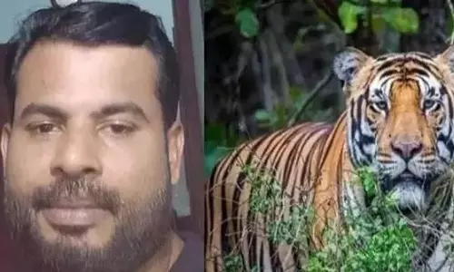 കാമറയില് പതിഞ്ഞ് കടുവ; യുവാവിനെ കൊന്ന കടുവയുടെ ചിത്രം വനം വകുപ്പിന്റെ കാമറയില് പതിഞ്ഞു കാമറയില് പതിഞ്ഞ് കടുവ; യുവാവിനെ കൊന്ന കടുവയുടെ ചിത്രം വനം വകുപ്പിന്റെ കാമറയില് പതിഞ്ഞു