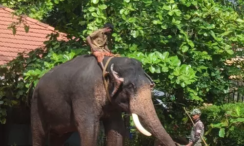 കടുവയെ പിടിക്കാന്‍ കൊണ്ടുവന്ന കുങ്കിയാന പാപ്പാനെ ആക്രമിച്ചു