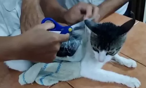 ജയിലിലേക്ക് കഞ്ചാവും, ഹെറോയിനും കടത്തി; പൂച്ച പിടിയില് (വിഡിയോ) ജയിലിലേക്ക് കഞ്ചാവും, ഹെറോയിനും കടത്തി; പൂച്ച പിടിയില് (വിഡിയോ)