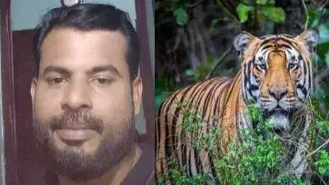 കാളികാവിലെ നരഭോജി കടുവയെ കണ്ടെത്തി; മയക്കുവെടിവെയ്ക്കാന് നീക്കം കാളികാവിലെ നരഭോജി കടുവയെ കണ്ടെത്തി; മയക്കുവെടിവെയ്ക്കാന് നീക്കം