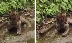 เดชเตเดฒเดฟเดฏเต เดชเดฐเดฟเดเตเดเตเดฑเตเดฑ เดจเดฟเดฒเดฏเดฟเดฒเตโ เดเดฃเตเดเตเดคเตเดคเดฟ เดชเตเดฒเดฟเดฏเต เดชเดฐเดฟเดเตเดเตเดฑเตเดฑ เดจเดฟเดฒเดฏเดฟเดฒเตโ เดเดฃเตเดเตเดคเตเดคเดฟ