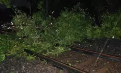 เดเตเดดเดฟเดเตเดเตเดเต เดฑเตเดฏเดฟเดฒเตโเดตเต เดเตเดฐเดพเดเตเดเดฟเดฒเตเดเตเดเต เดฎเดฐเดเตเดเดณเตโ เดตเตเดฃเต เดเตเดดเดฟเดเตเดเตเดเต เดฑเตเดฏเดฟเดฒเตโเดตเต เดเตเดฐเดพเดเตเดเดฟเดฒเตเดเตเดเต เดฎเดฐเดเตเดเดณเตโ เดตเตเดฃเต